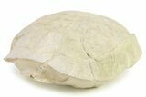 Inflated Fossil Tortoise (Stylemys) - South Dakota #284217-4